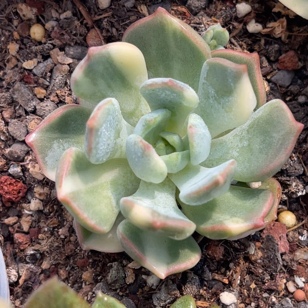 尚品特价格林粉锦