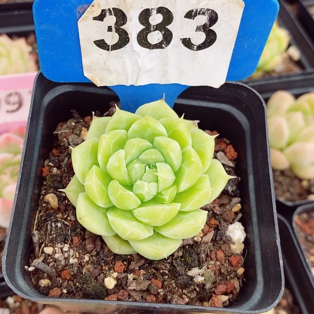 不知名4-5cm多肉植物