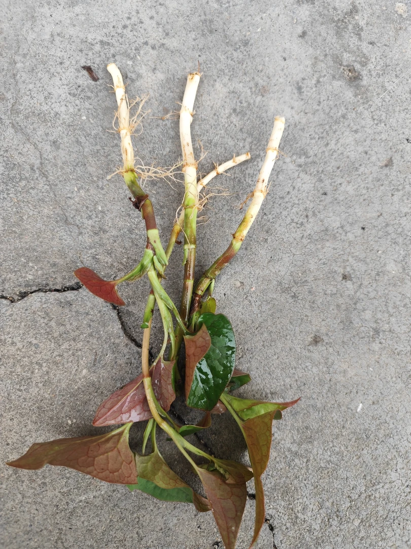 新鲜鱼腥草根、野生鱼腥草嫩根、当季现挖鱼腥草