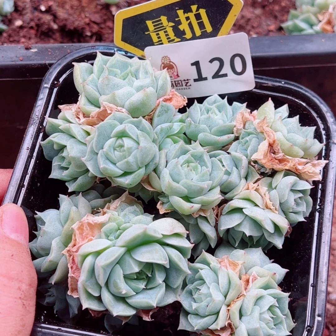 多肉植物多肉植物