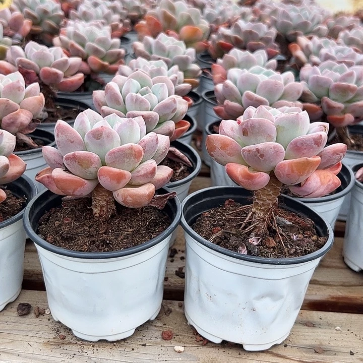 老桩   白鹭   福利