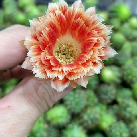 完全开放凤羽丽花1公分左右