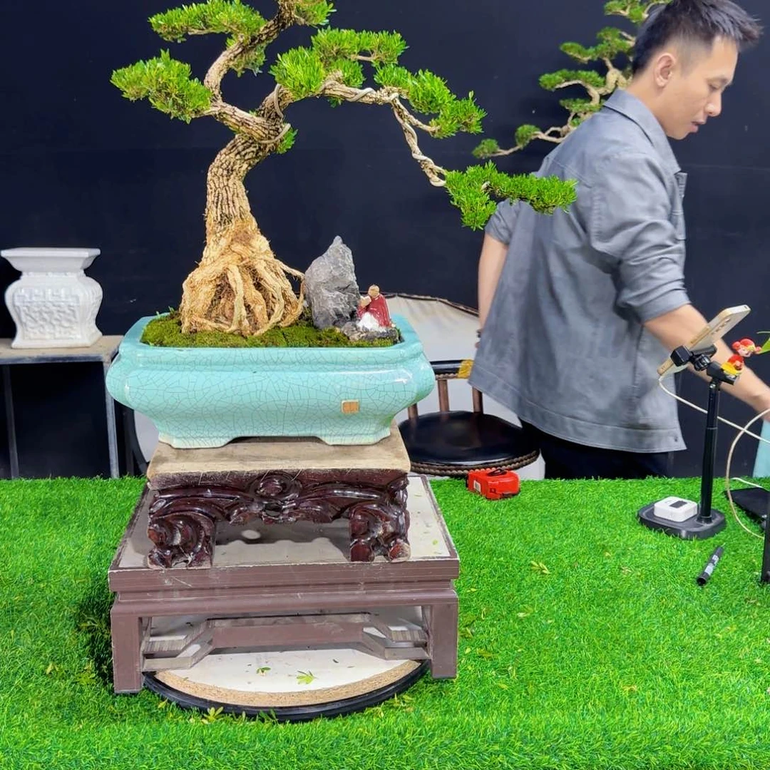 当前无花朵，栽培后可花朵