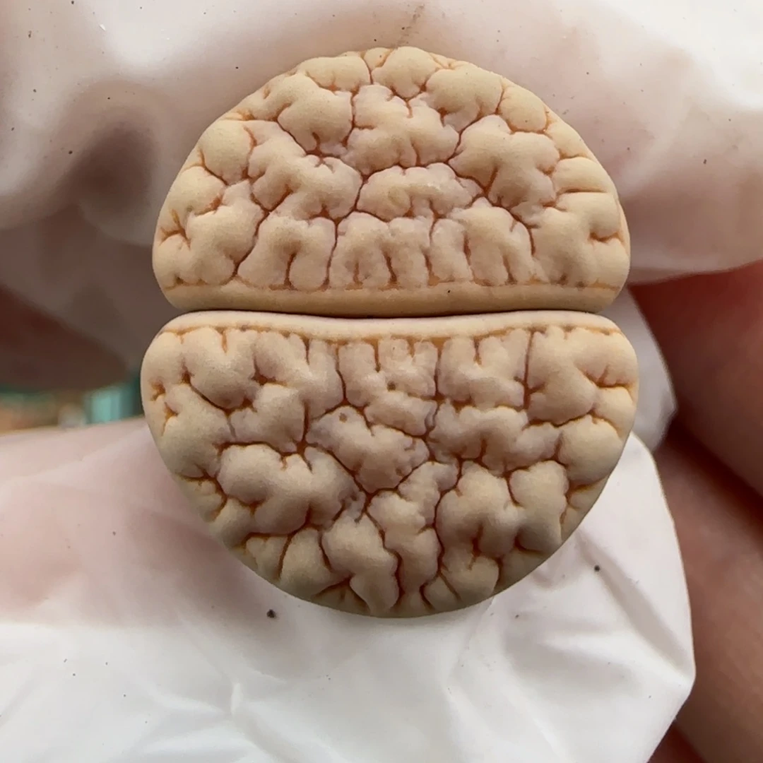 5.10。青蛙189。9027