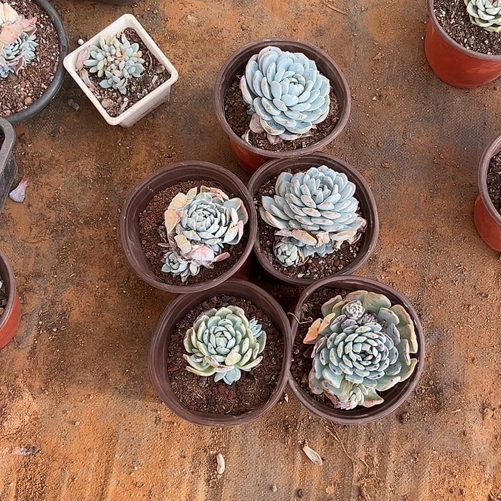 邂***逅多肉植物实物直播实物176