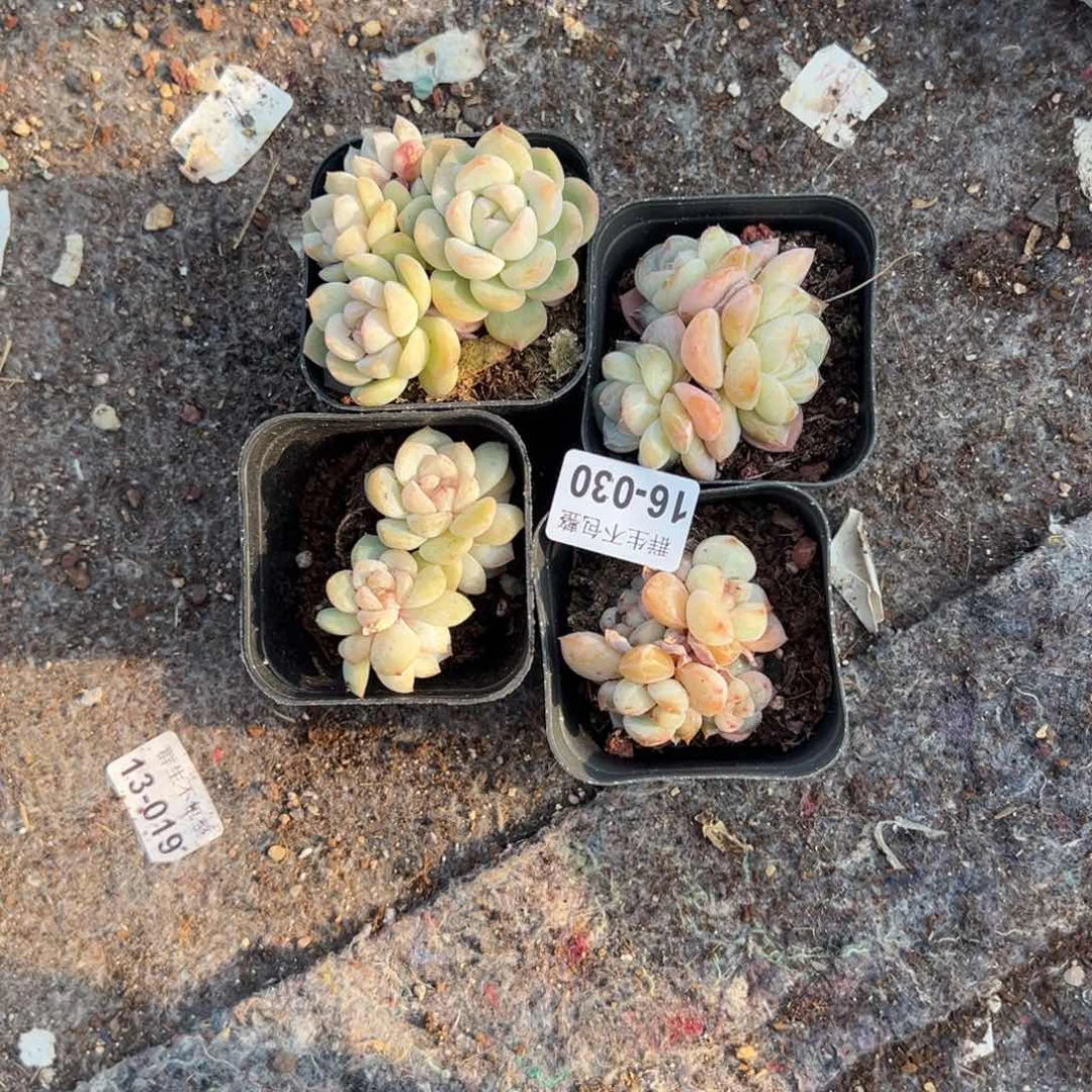 长***小卡拉米糖心一物一拍16-30