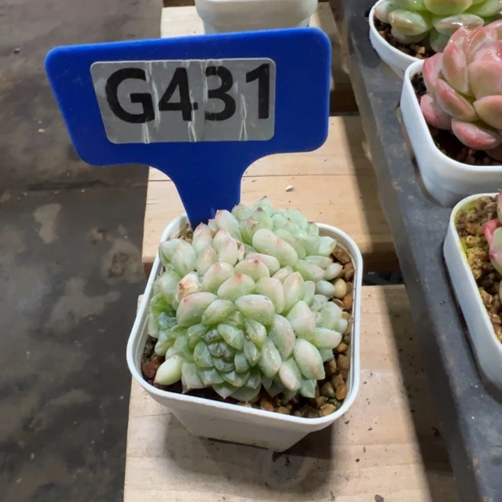 用***8纸鸢群5cm多肉植物