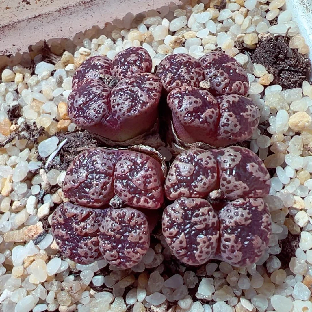 818-542多肉多肉红蝴蝶