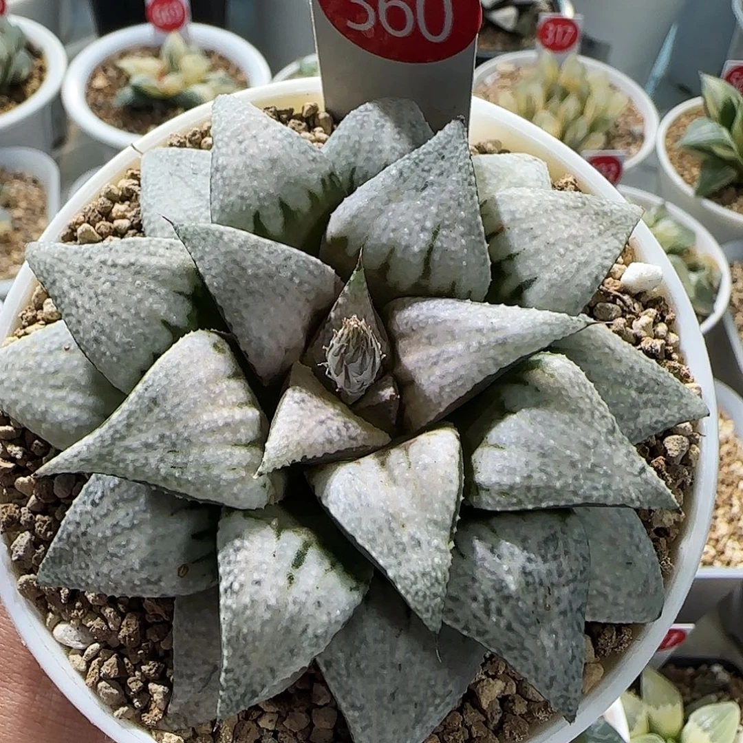 360号非组白雪姬一物一拍带盆土