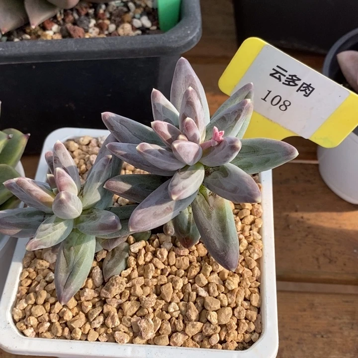 D109- 直播福利 乌拉克拉