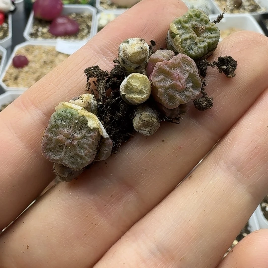 ✨****✨老马生石花方烧339