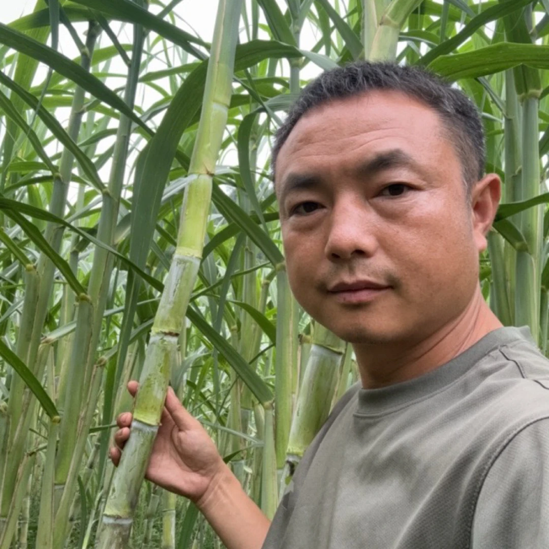 全程有机标准种植的青皮甘蔗现砍现发支持农残打假检测