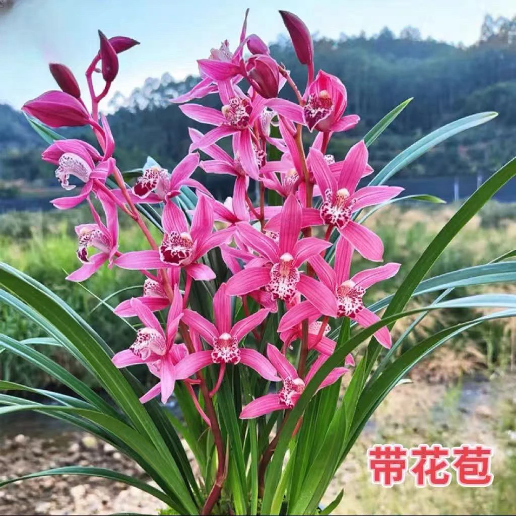 【京东快递】  状元红 带花苞3-5支花剑清香型室内好养绿植盆栽