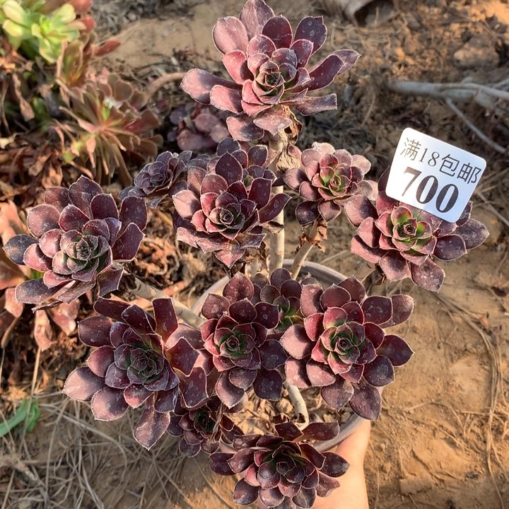 700红酒圆叶绣球2高