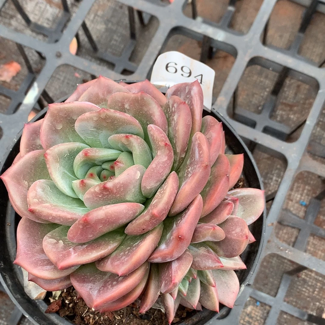 【闪购商品】云694号玫瑰花茶12厘米