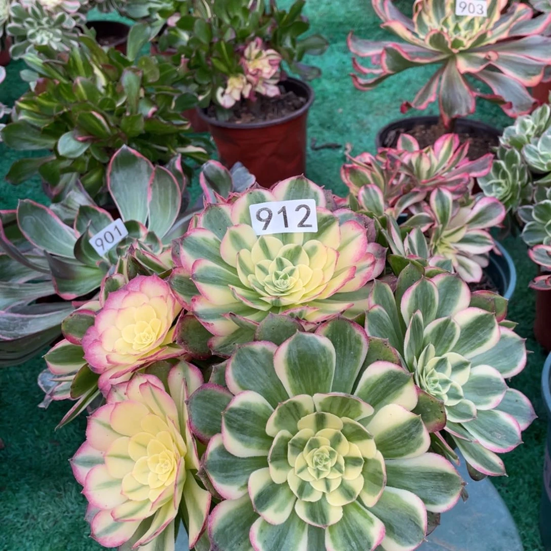 海王法师多肉植物