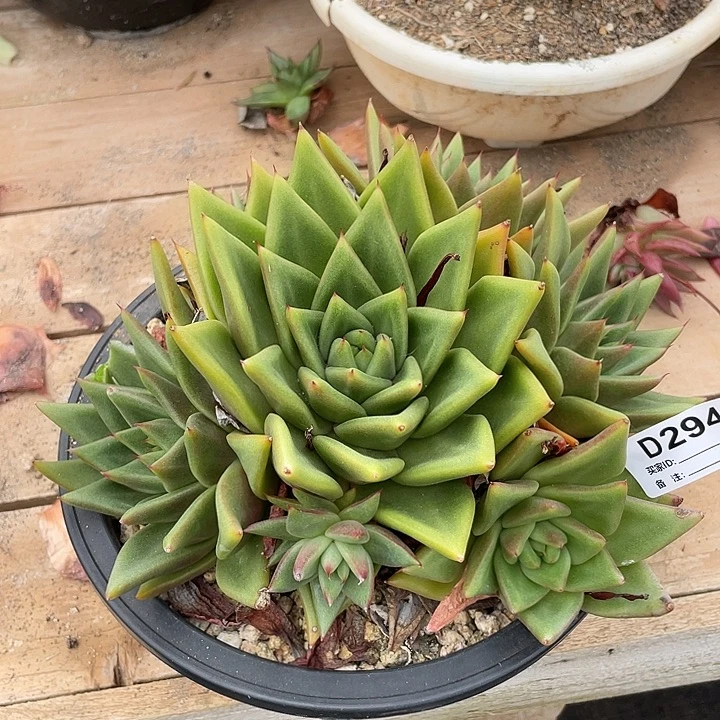 若如东云单拍D294