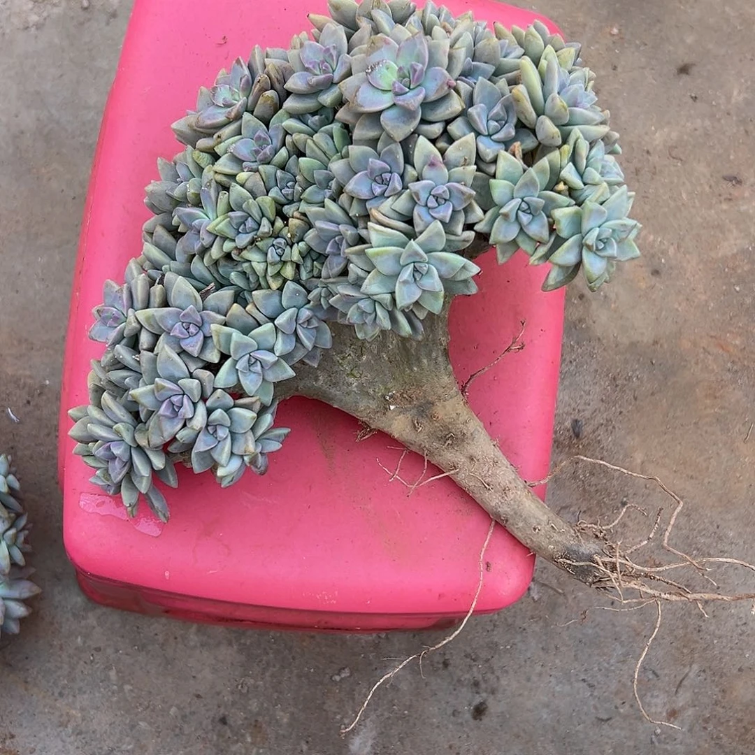 J***y淡雪多肉一物一拍5