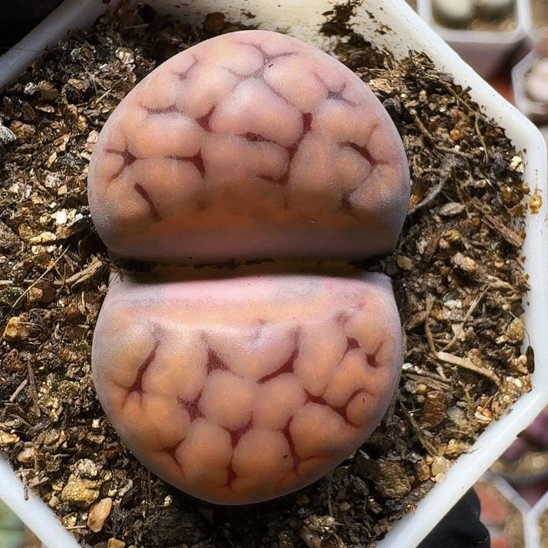 巨***笑生石花1111111。  168
