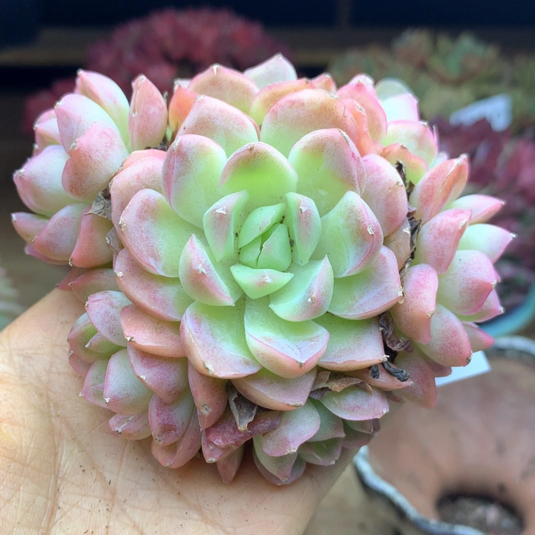 张*然1337杂交多肉植物基地