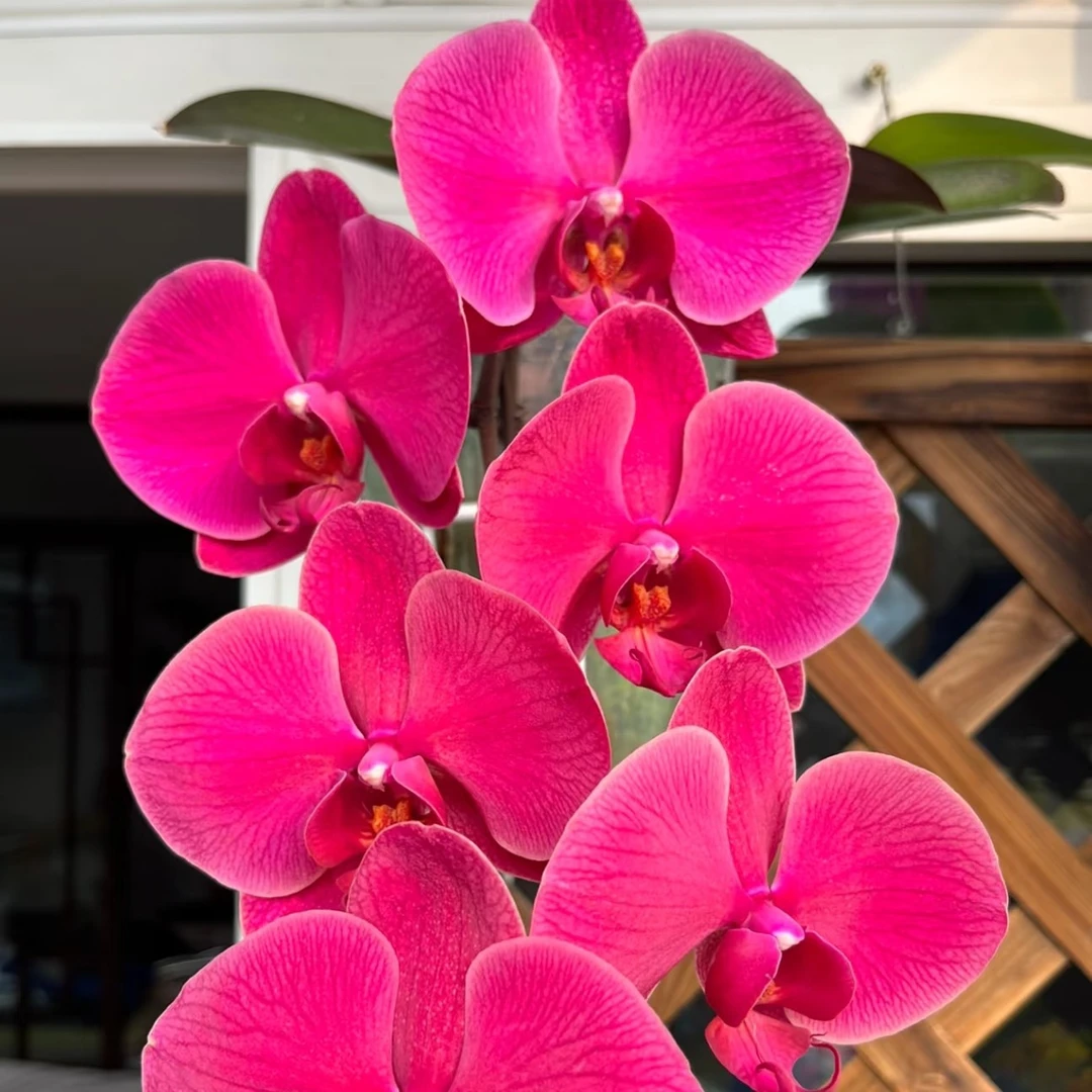 【洋洋得意】蝴蝶兰洋洋得意3.5寸单花剑发货（稀有品种）