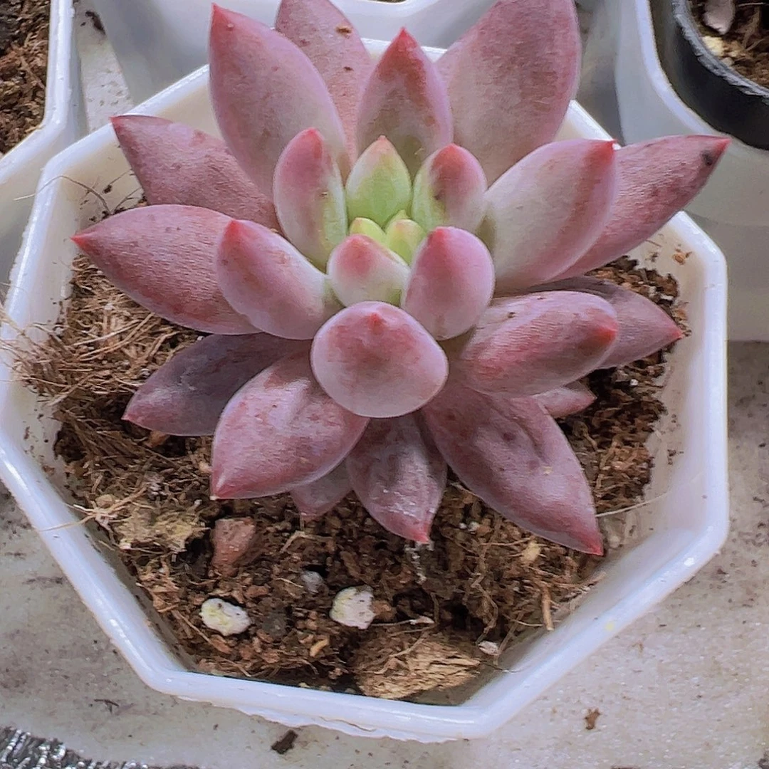 水晶球9.9包邮多肉