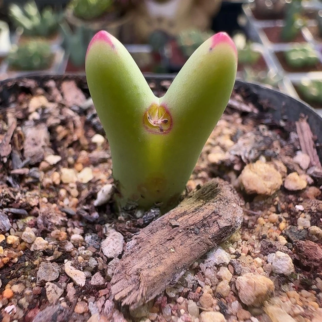 开播福利来啦！649