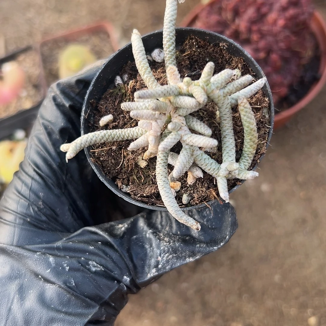 杜呃呃呃呃呃呃呃呃