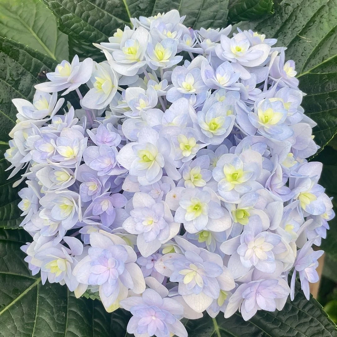 绣球切花一物一拍3枝起包邮，30