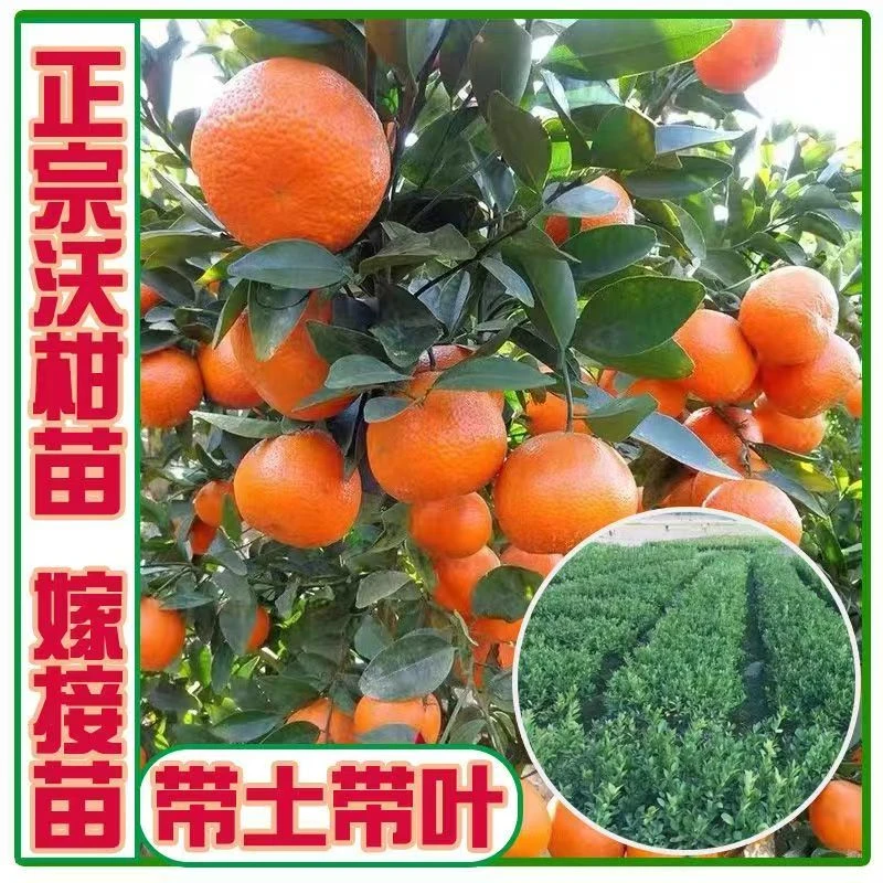 沃柑树苗南北方地载盆栽嫁接特大早熟橘子果树果苗桔子树当年结果