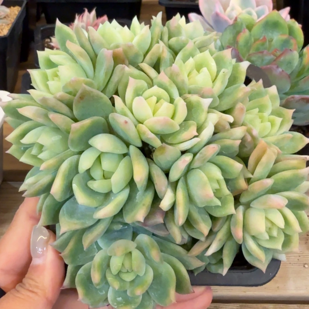 霜花群 安吉园艺锦