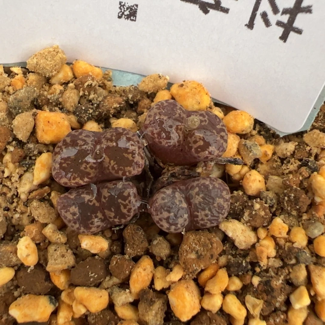 22-242肉锥多肉植物