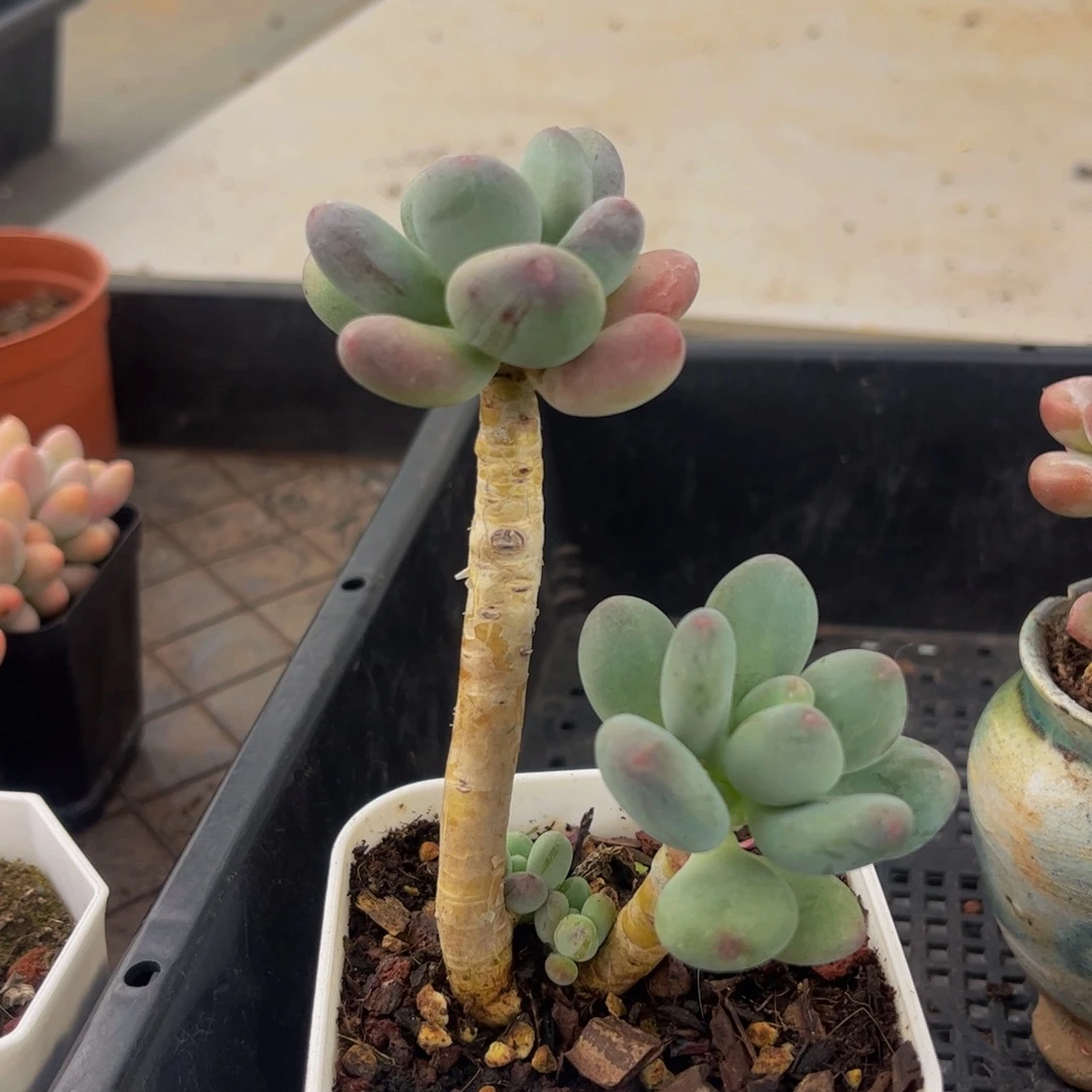 422-苹果奶多肉6cm