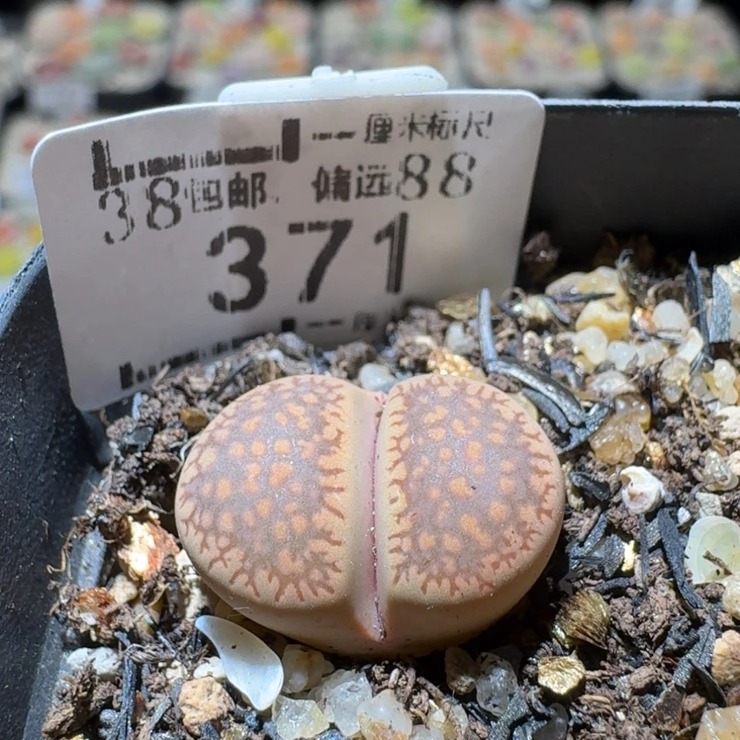 S精品系列便宜了371