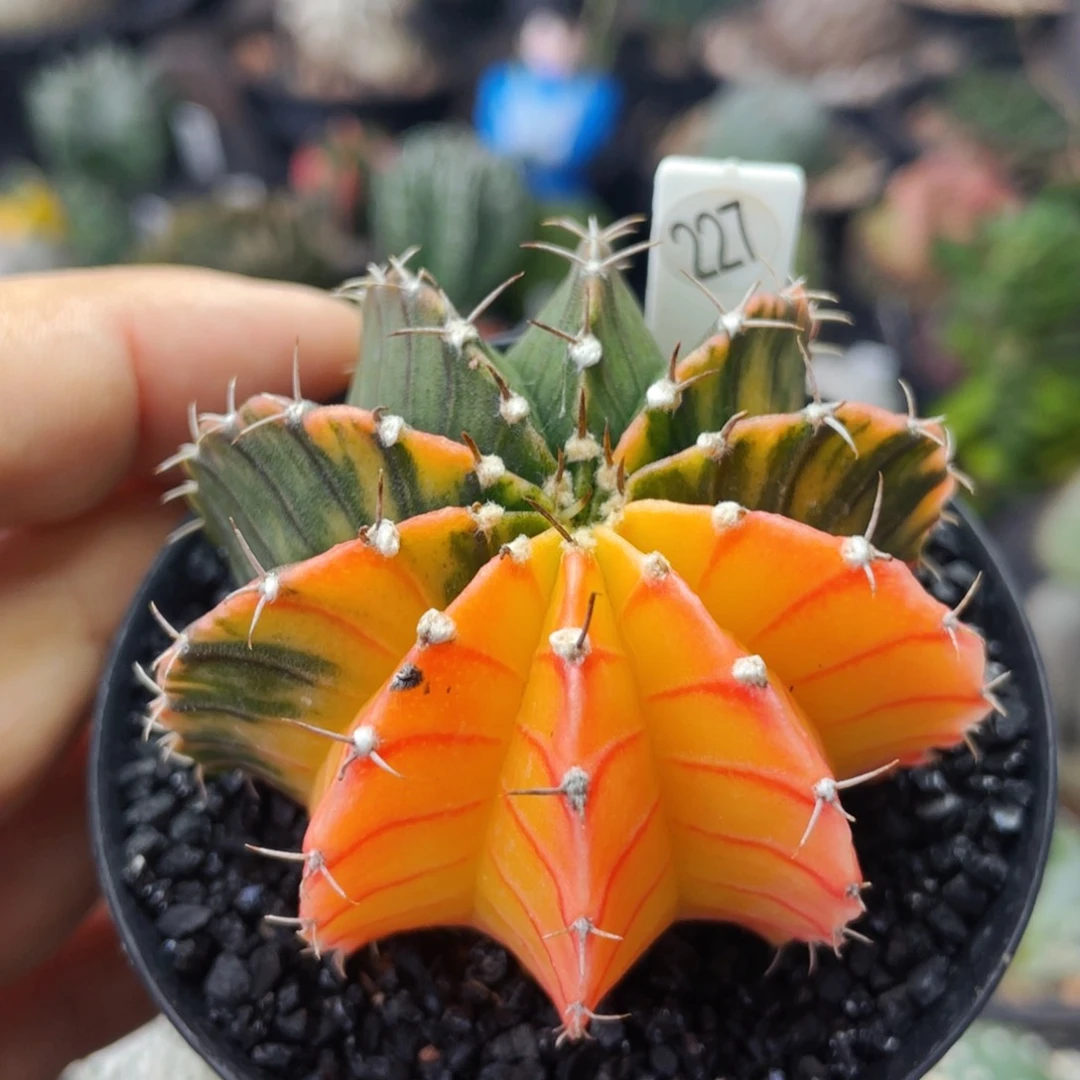 仙人球满28包邮盆5公分肋骨锦6.1公分