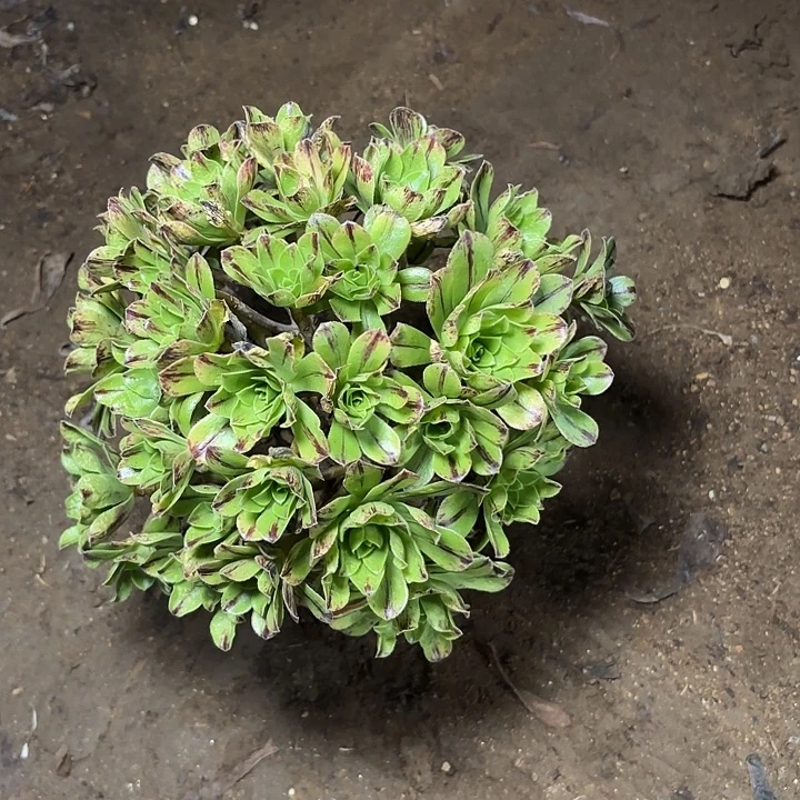 方***包多肉植物法师必火42