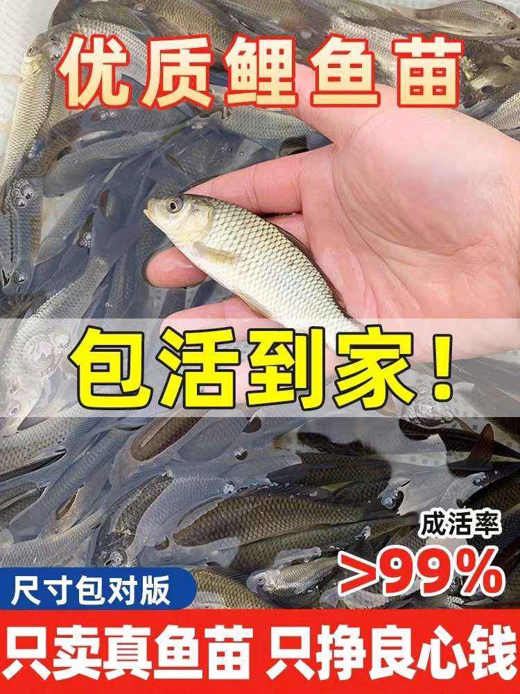 优质鲤鱼苗红尾建鲤满甲鲤鱼淡水养殖可观赏可食用稻田水缸可养