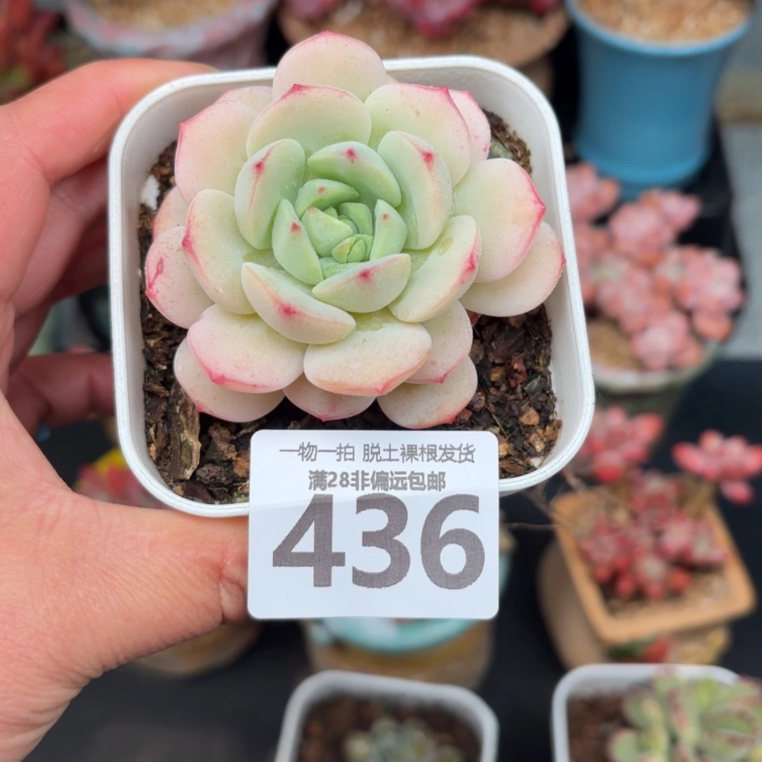 香草单头无盆土发货