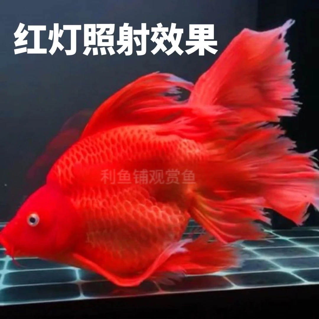 21-24精品短身火红蝴蝶鲤活鱼招财蝴蝶鲤冷水淡水鱼冷水鱼观赏鱼