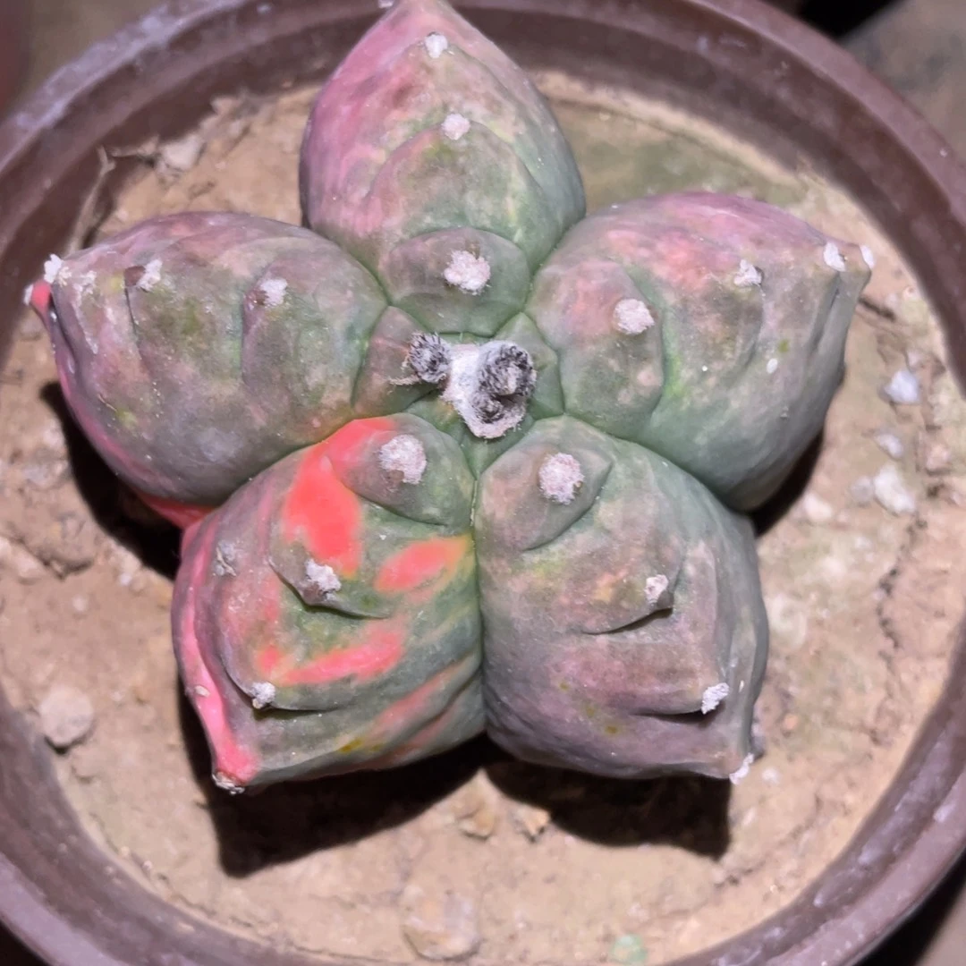 S****L自根鸾凤玉锦 仙人球开花