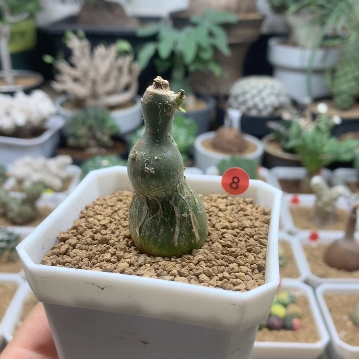 枫叶苦瓜块根带盆