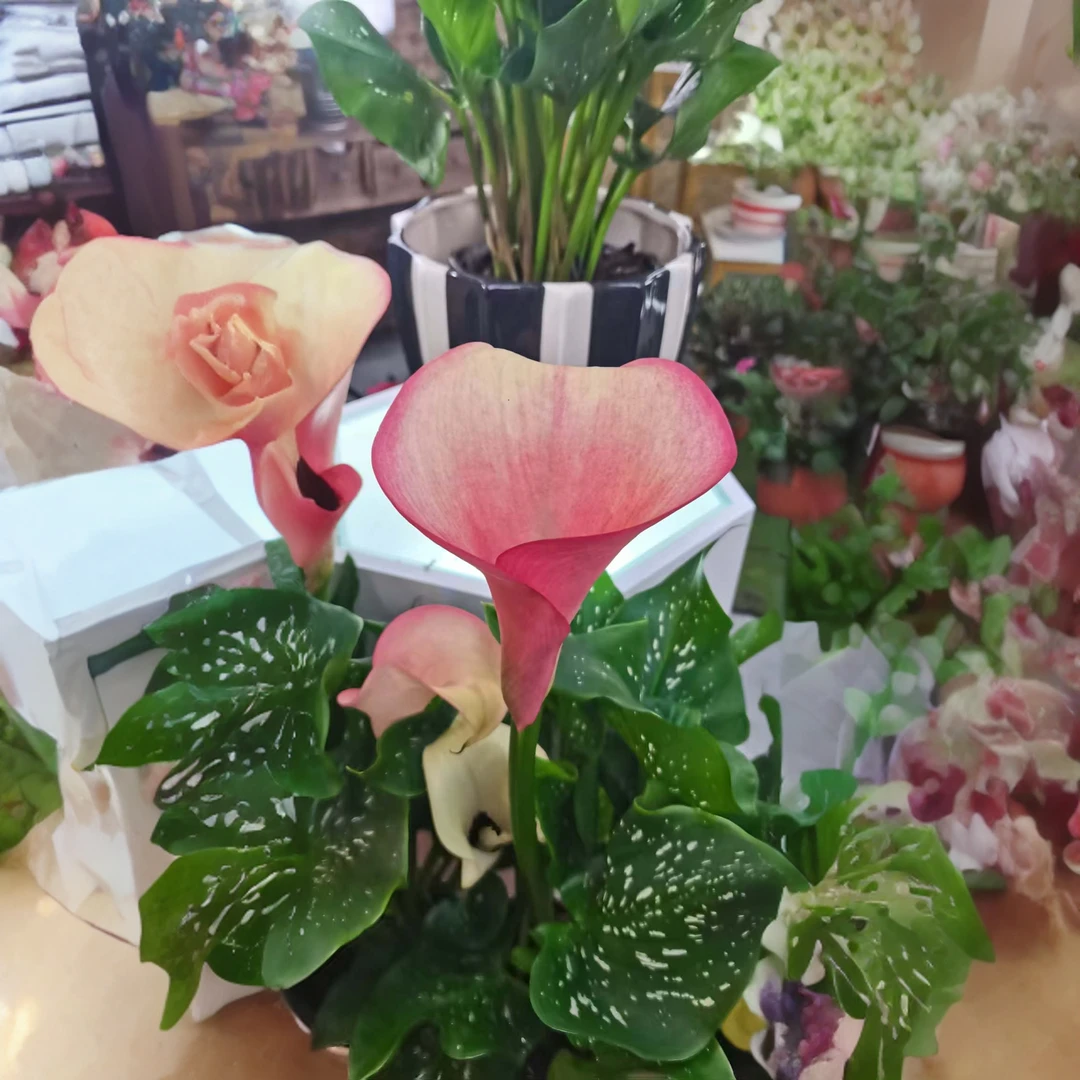 荷兰进口奥克兰彩色马蹄莲