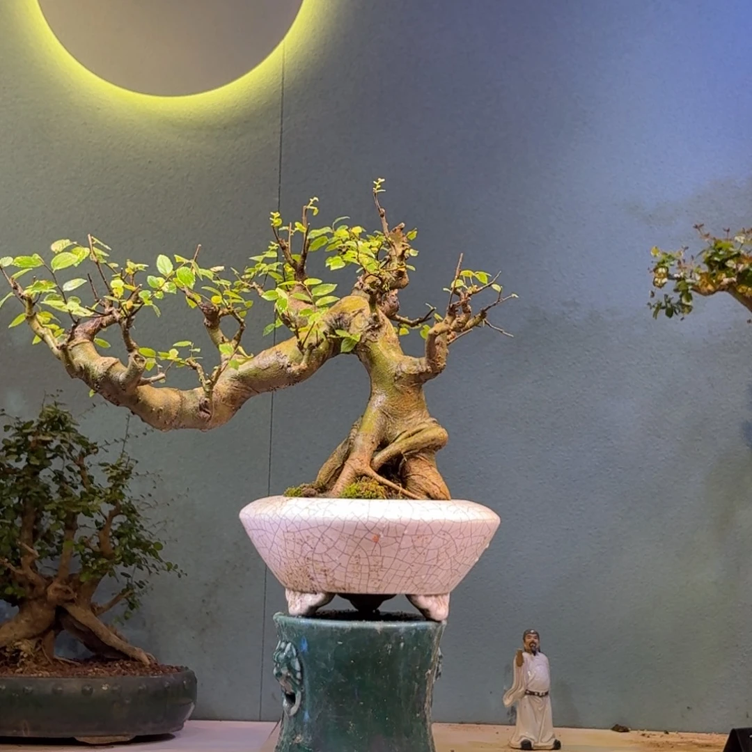 镇***子无花朵朴树盆景一物一拍