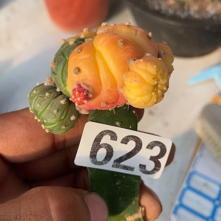 三角嫁接盔甲红豆一个623号