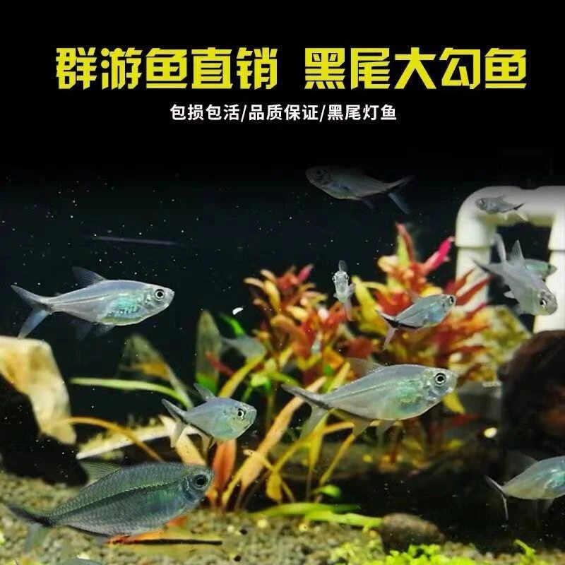 黑尾大勾小型热带观赏鱼群游好养适合草缸混养