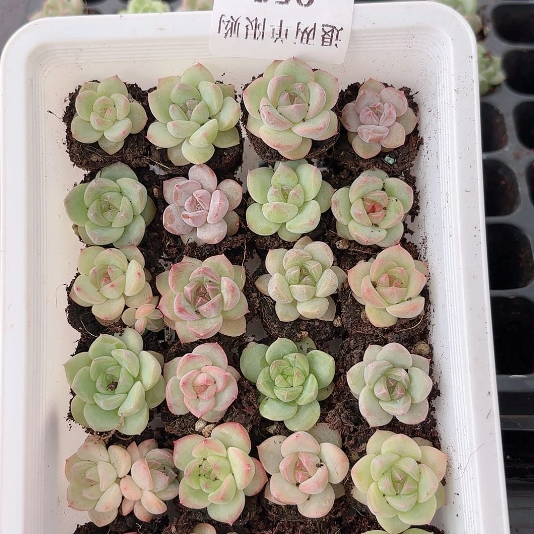 T****2055 新疆西藏内蒙不发货