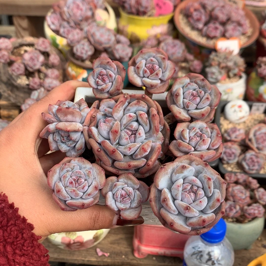 无砍哈哈哈哈哈24