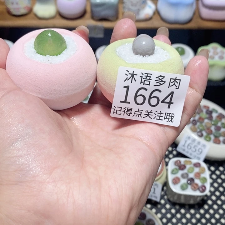 带盆土植物 一物一拍1664