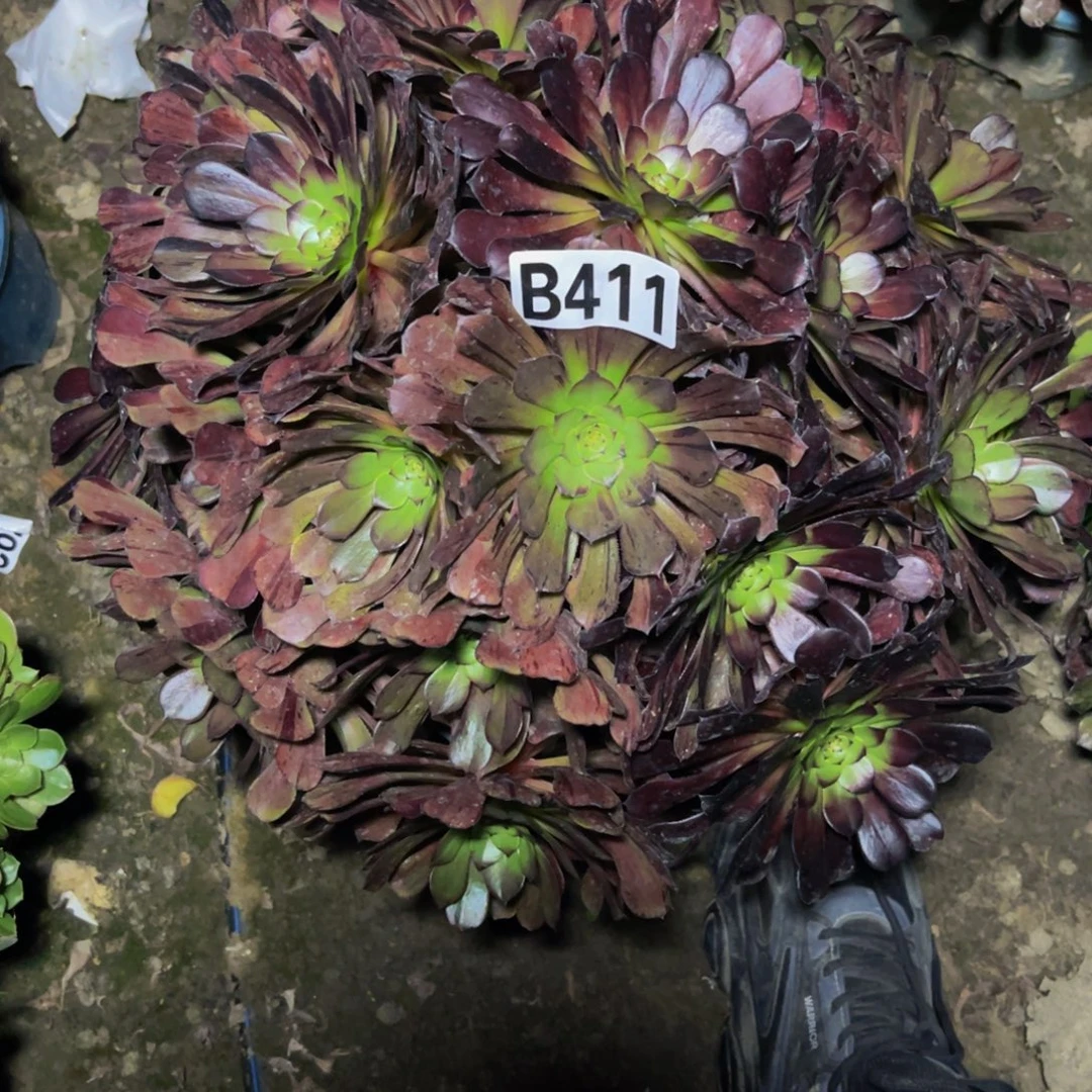 梅花法师26//////42包邮