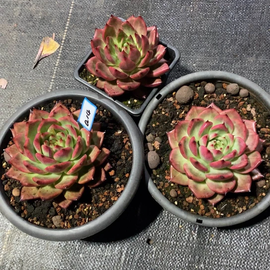 我****子福利菩萨大漏a14